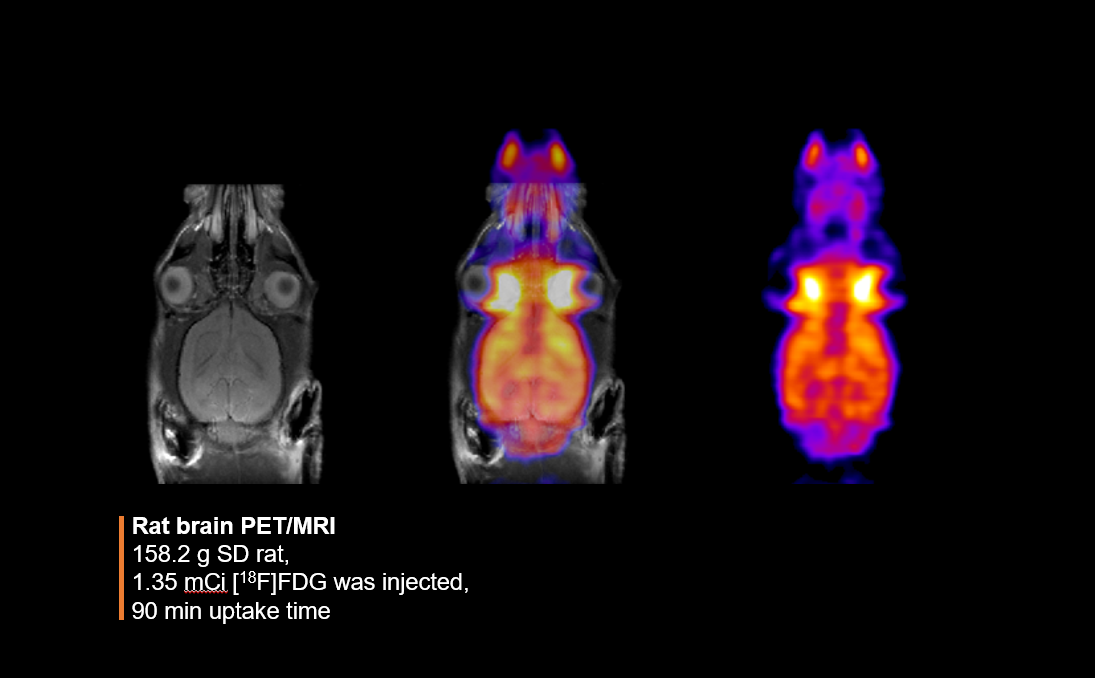 Rat brain PET/MRI