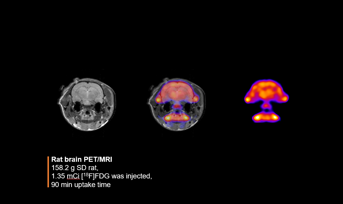Rat brain PET/MRI